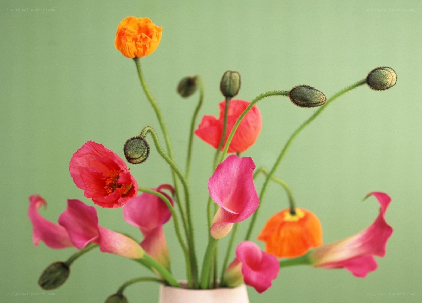 Colorful poppy bouquet