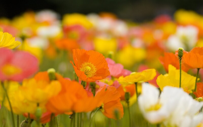 Colorful poppy field