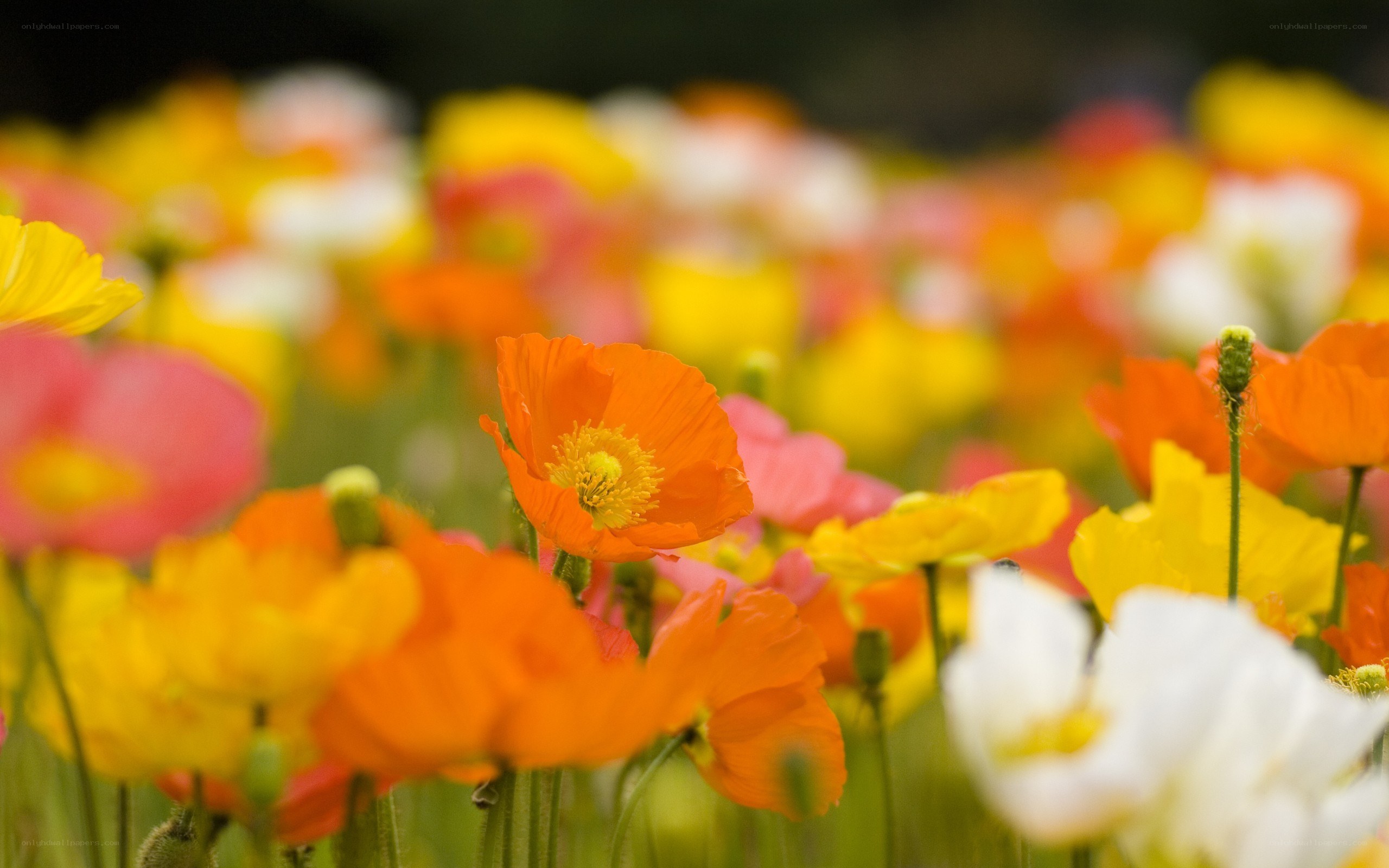 Colorful poppy field