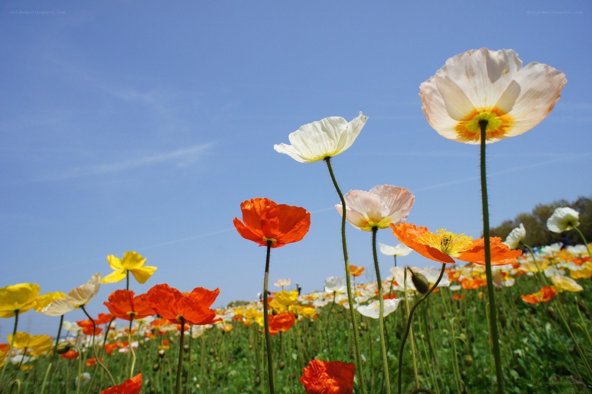 Colorful poppy field under blue sky