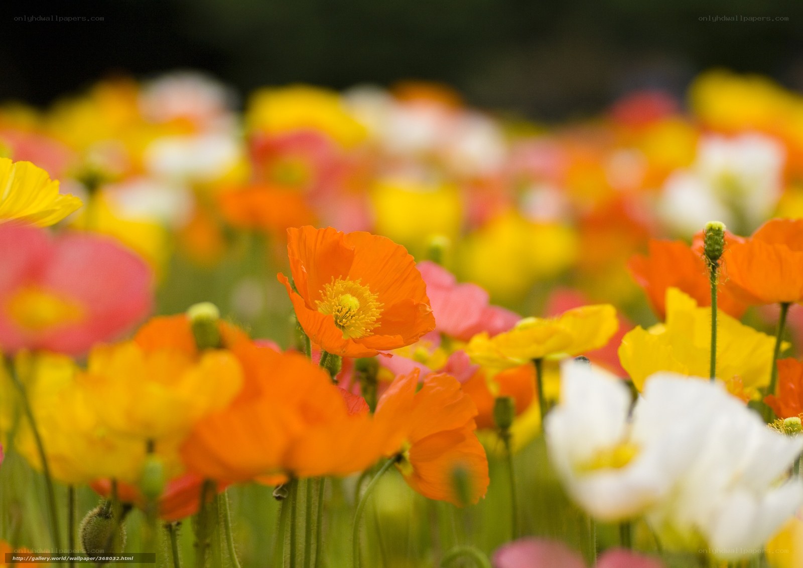 Colorful poppy field