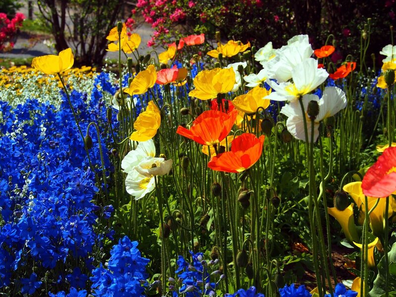 Colorful Poppy Flowers — Blue