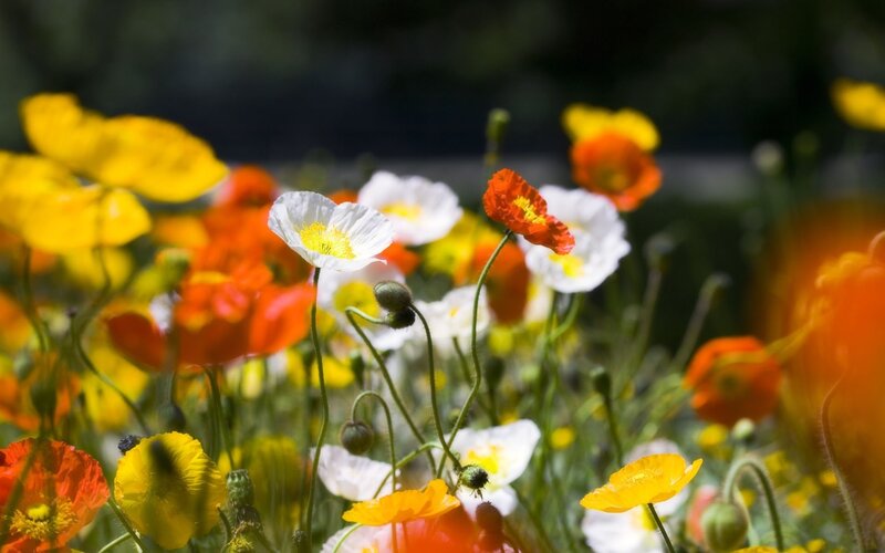 Colorful poppy flowers in a field