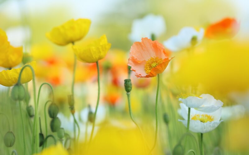 Colorful poppy flowers in a field