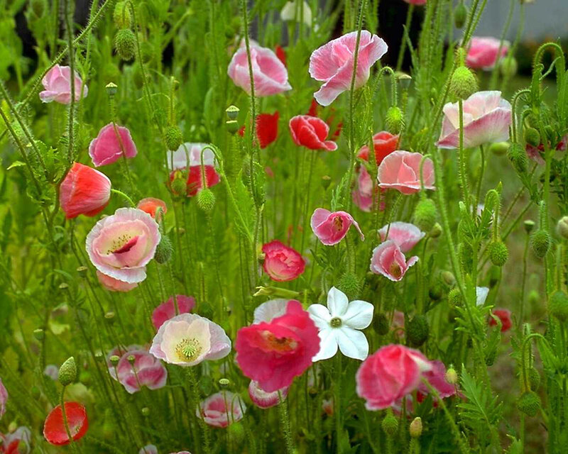 Colorful poppy flowers in a field