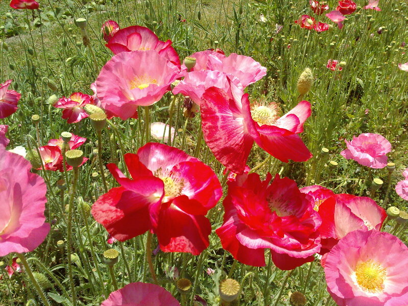 Colorful poppy flowers in a field