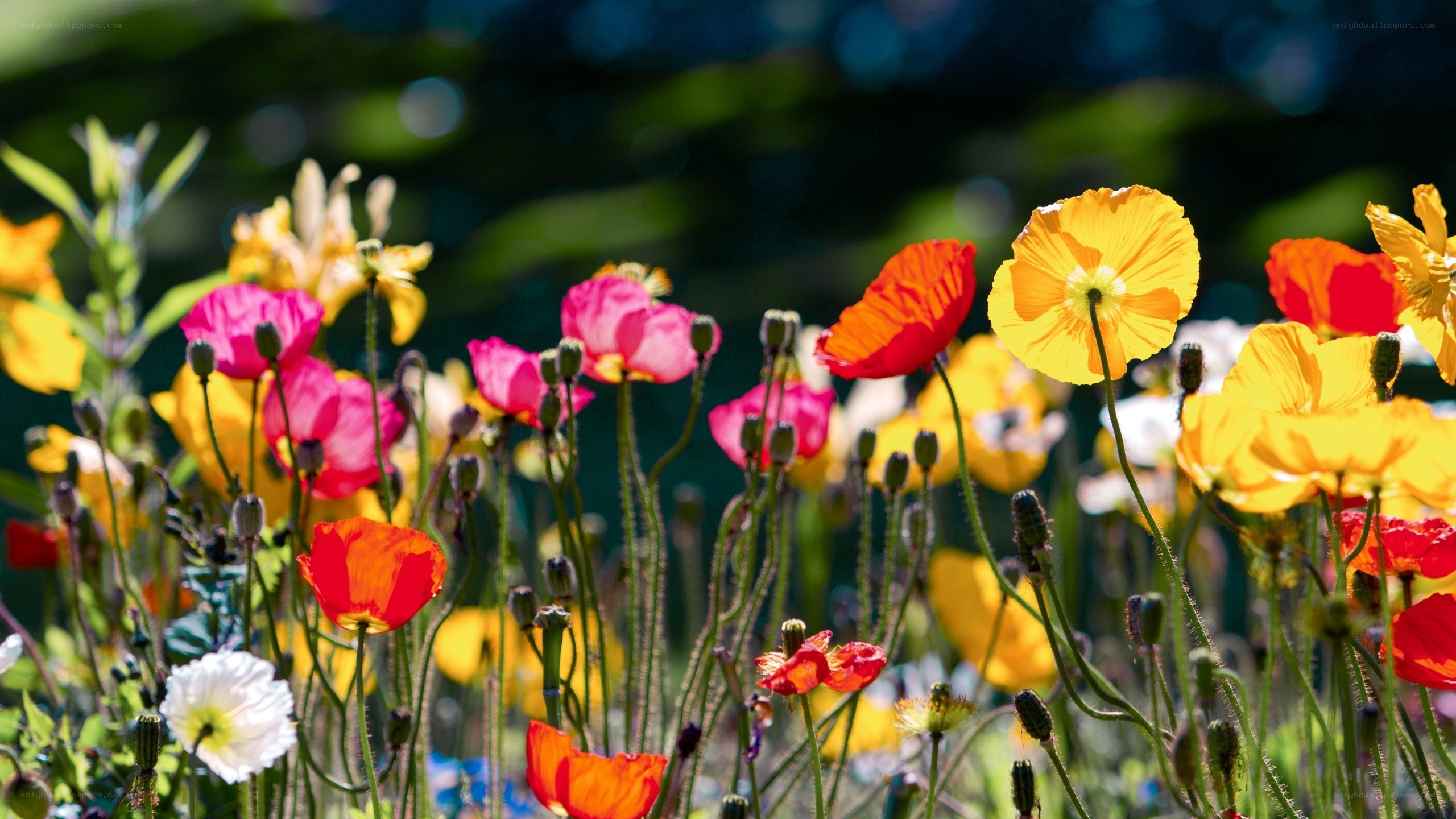 Colorful poppy flowers in a field