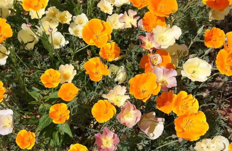 Colorful poppy flowers in bloom