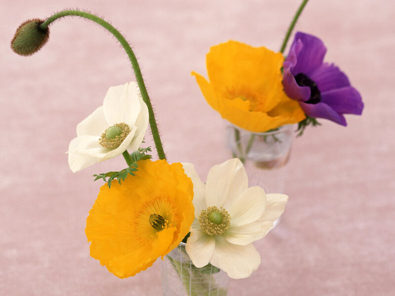 Colorful poppy flowers in vases