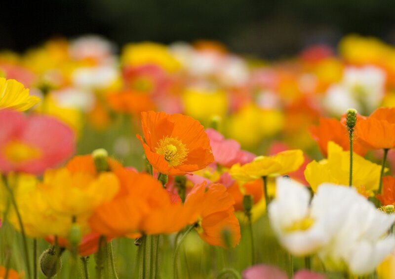 Colorful Poppy Flowers — Orange, Serene