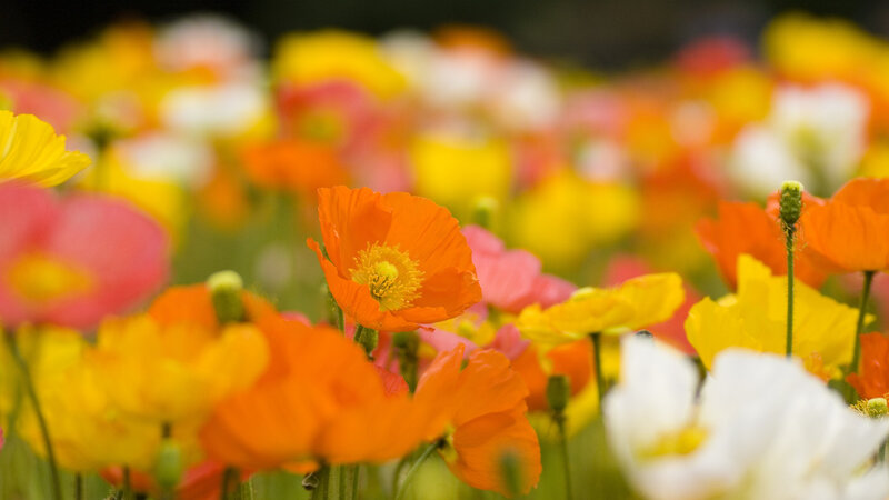 Colorful Poppy Flowers — Orange