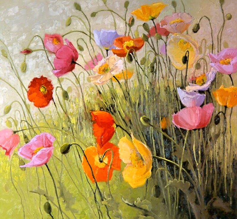 Colorful Poppy Flowers — Pink