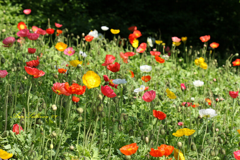 Colorful Poppy Flowers — Red