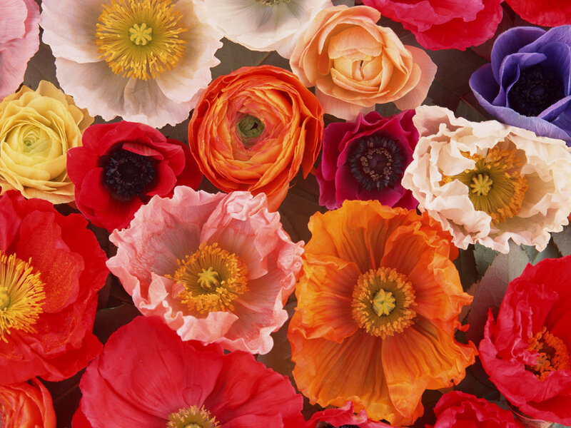 Colorful Poppy Flowers — Red, Vibrant, Photograph