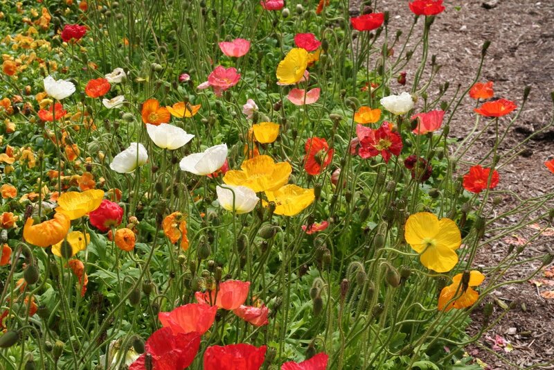 Colorful Poppy Flowers — Red, Vibrant
