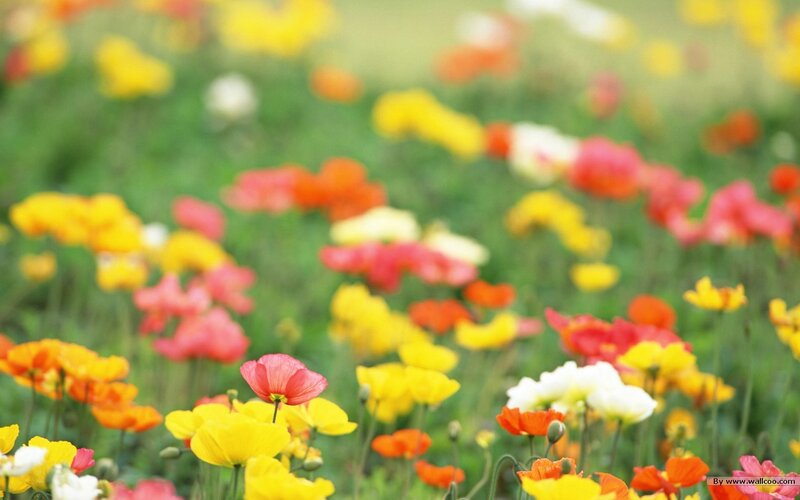 Colorful Poppy Flowers — Yellow