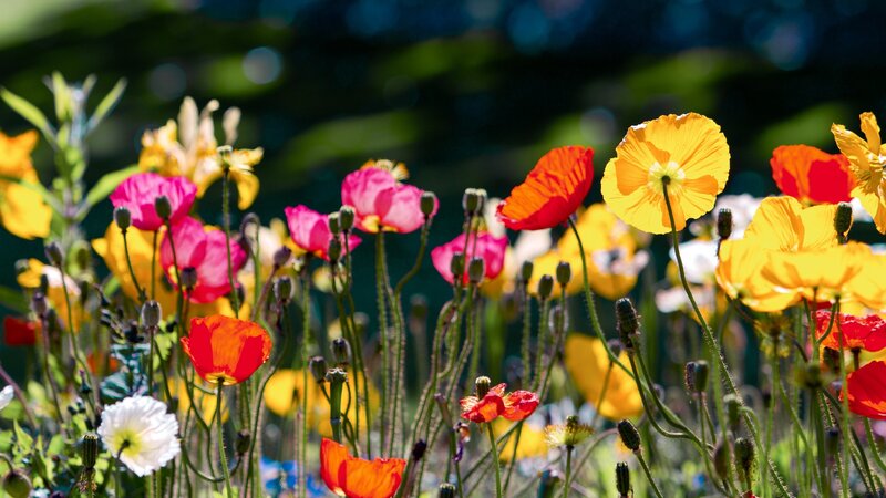 Colorful Poppy Flowers — Yellow, Vibrant
