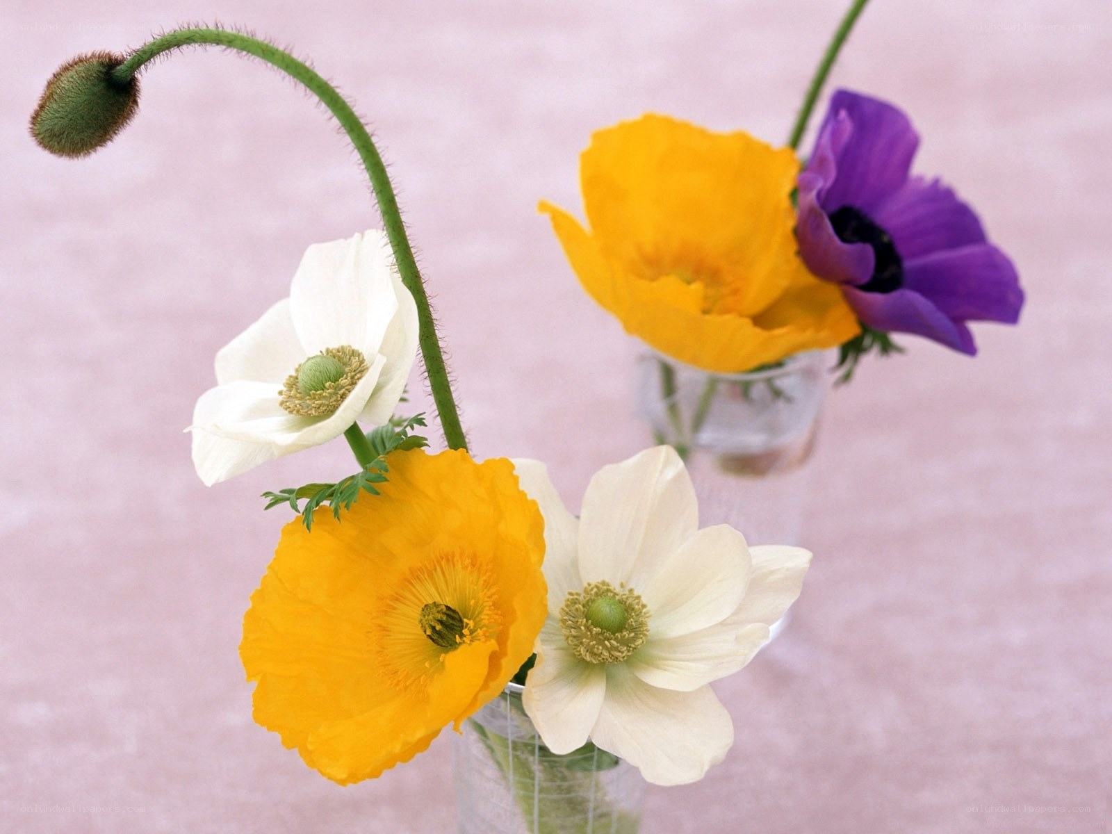 Colorful poppy flowers