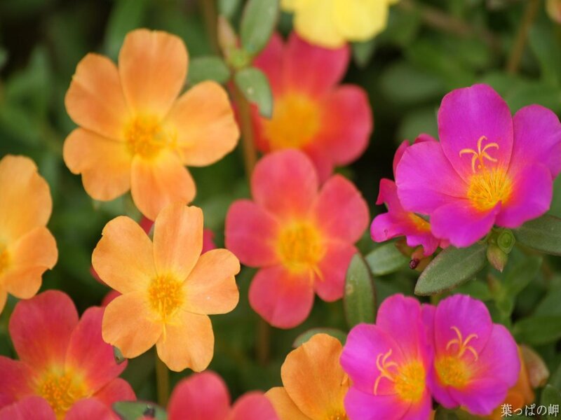 Colorful Portulaca Flowers — Pink