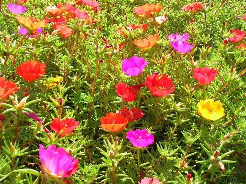 Colorful Portulaca Flowers — Red