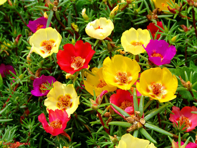 Colorful Portulaca Flowers — Yellow