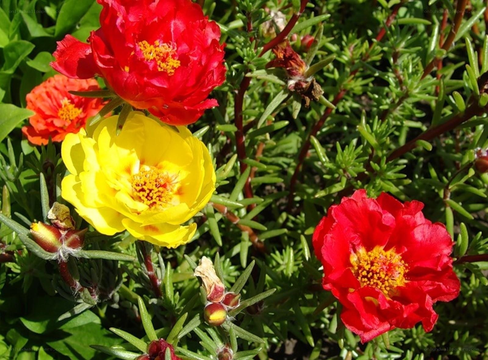 Colorful Portulaca Flowers