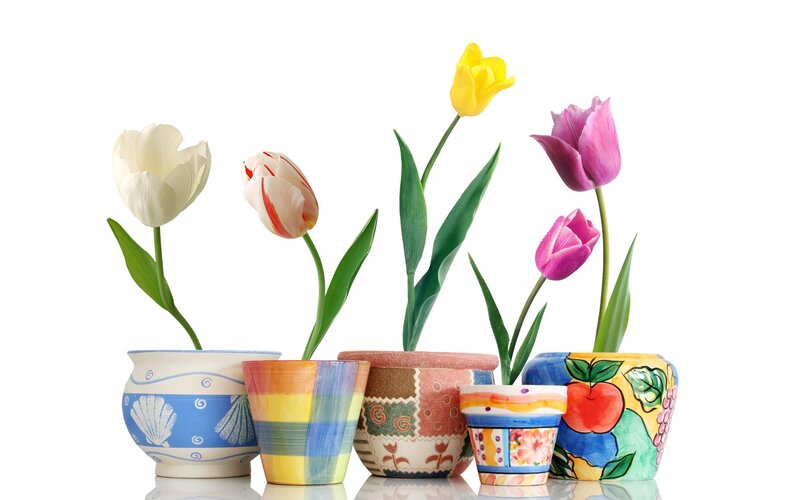 Colorful pots with tulips