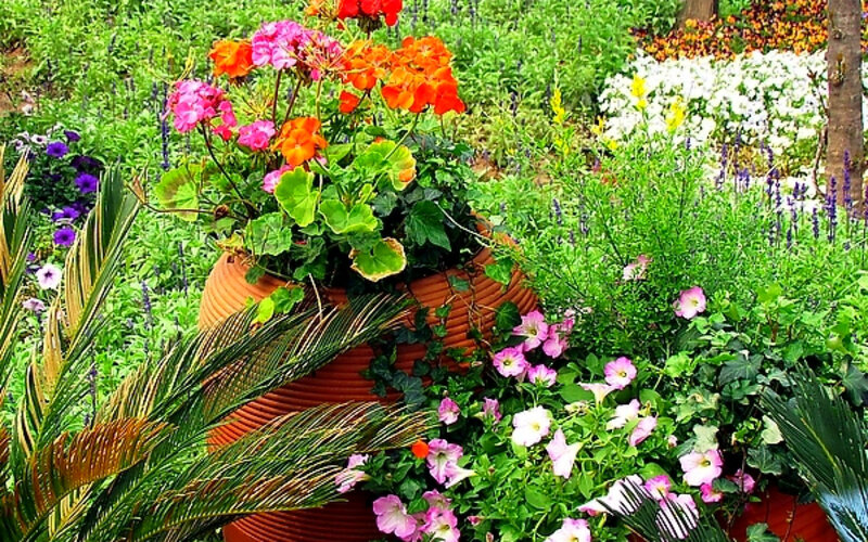Colorful Potted Flowers — Green