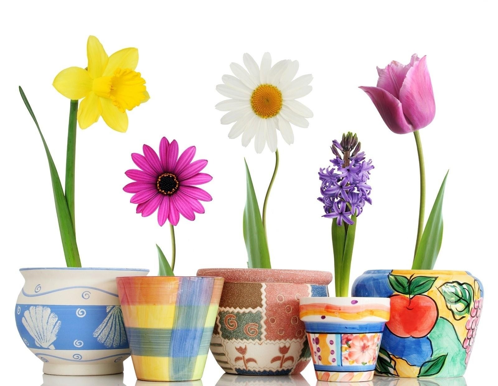Colorful potted flowers