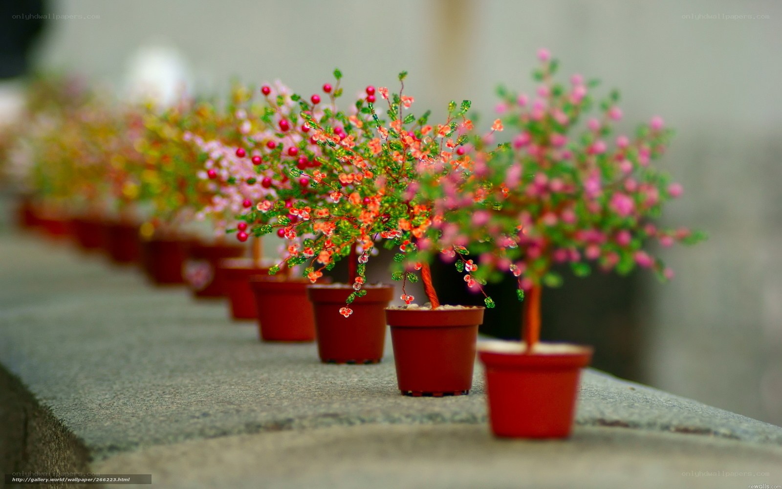 Colorful potted plants in a row
