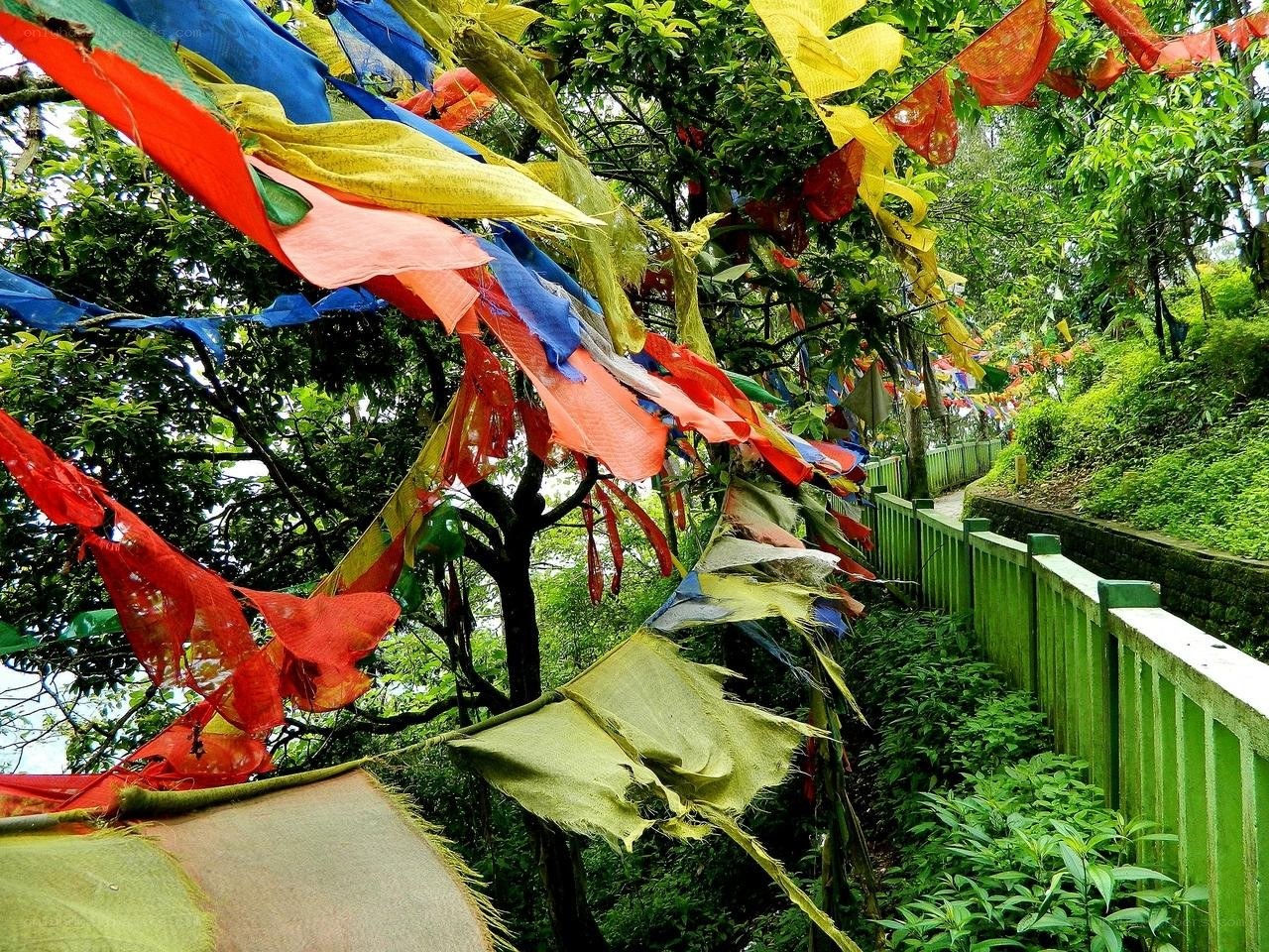 Colorful prayer flags in a forest