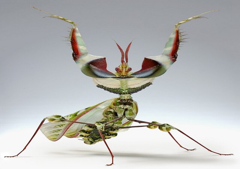 colorful praying mantis