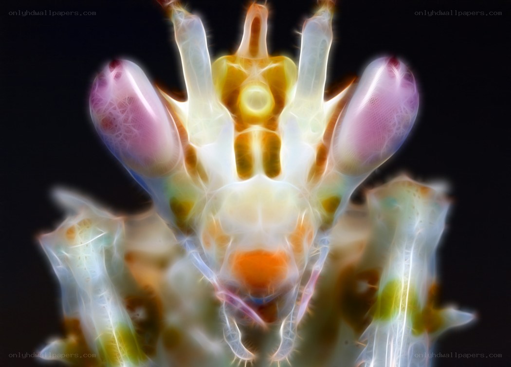 colorful praying mantis close-up