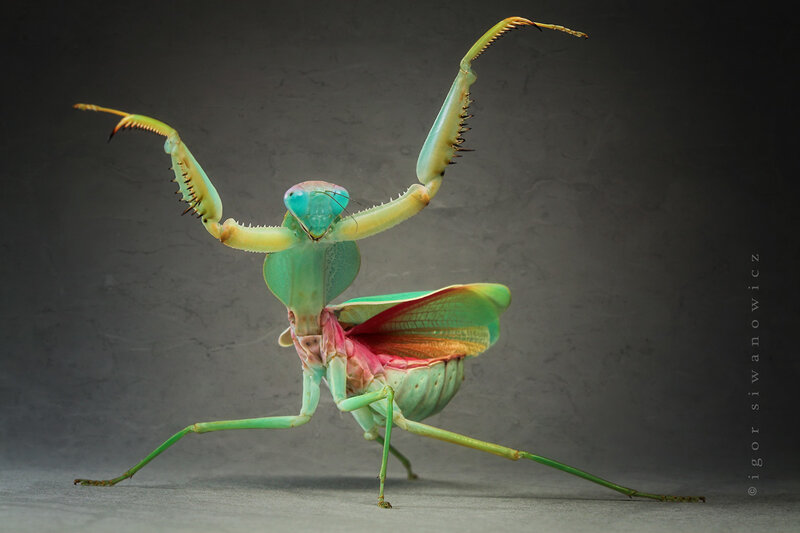 Colorful praying mantis display