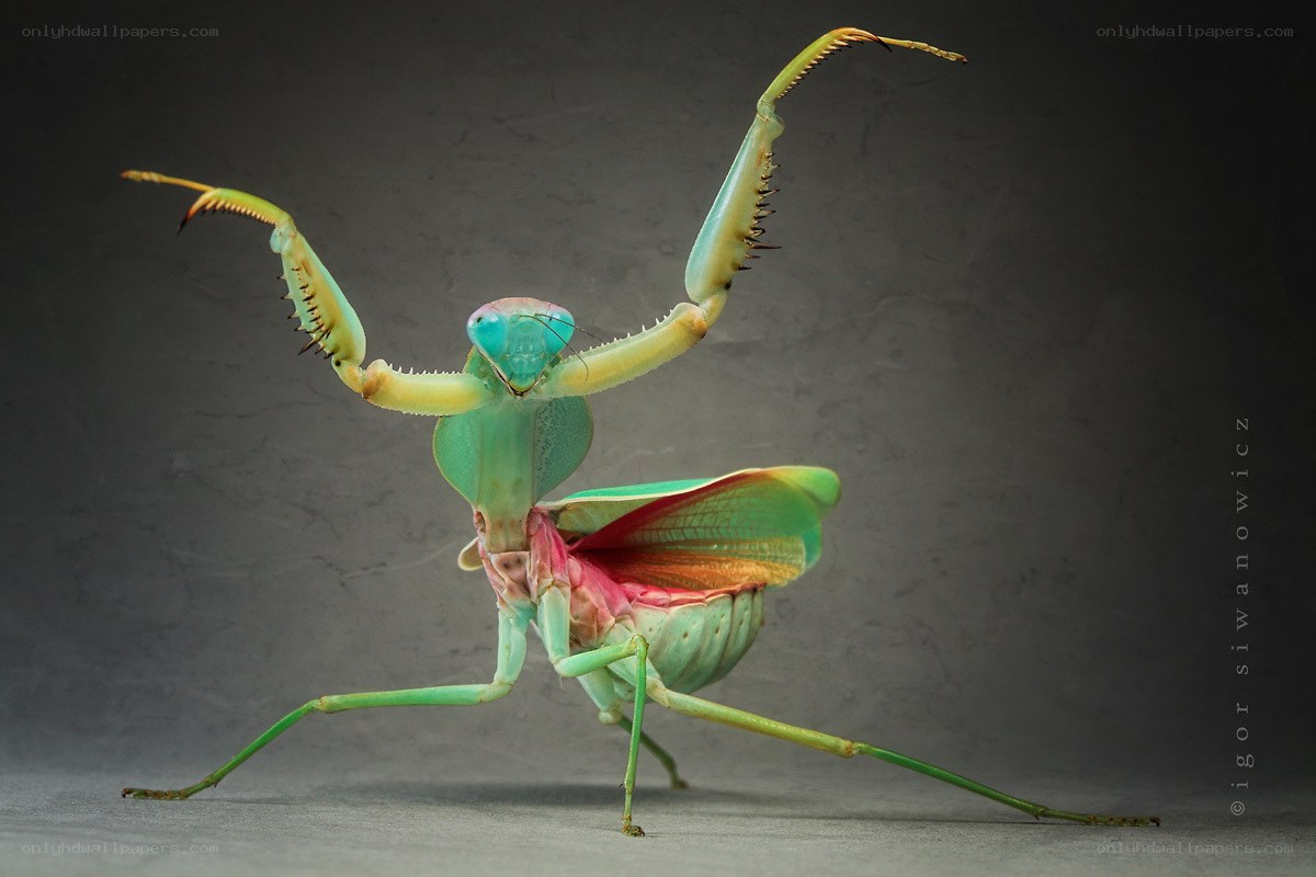 Colorful praying mantis display