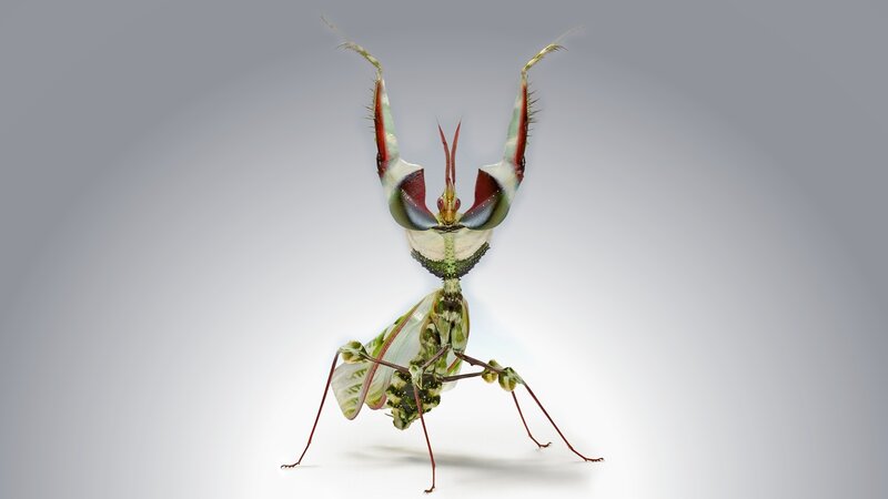 Colorful Praying Mantis — Green, Dramatic, Photograph