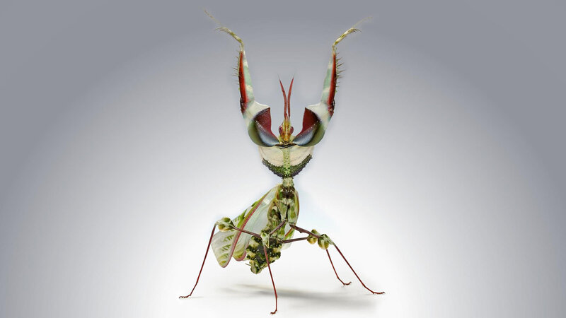 Colorful Praying Mantis — Green, Dramatic