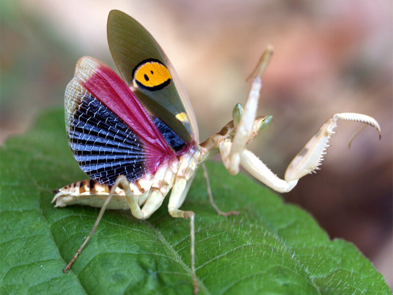 Colorful Praying Mantis — Green