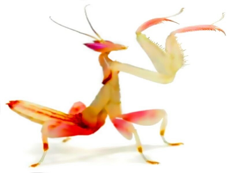 Colorful Praying Mantis — Pink