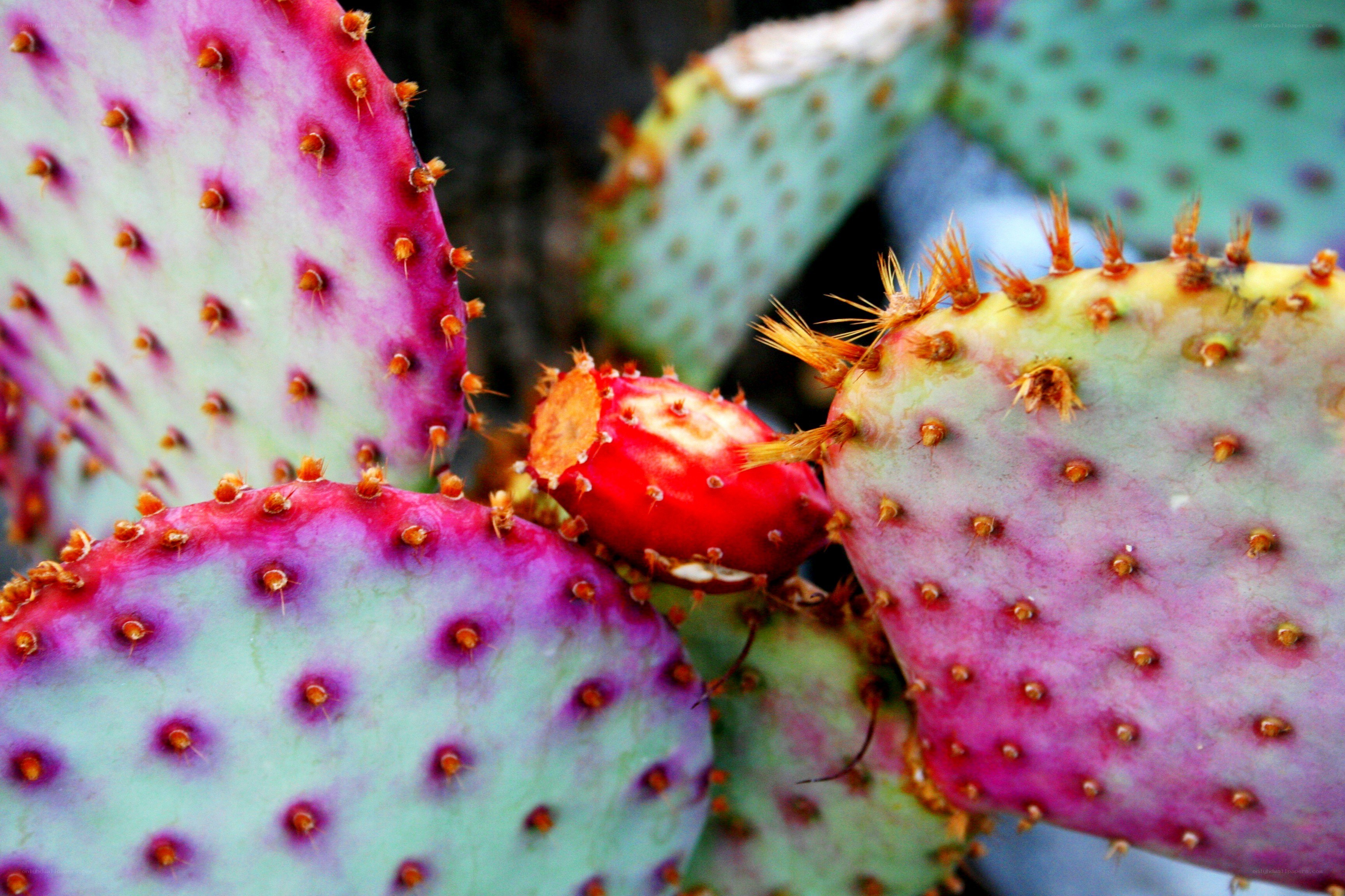 Colorful prickly pear cactus