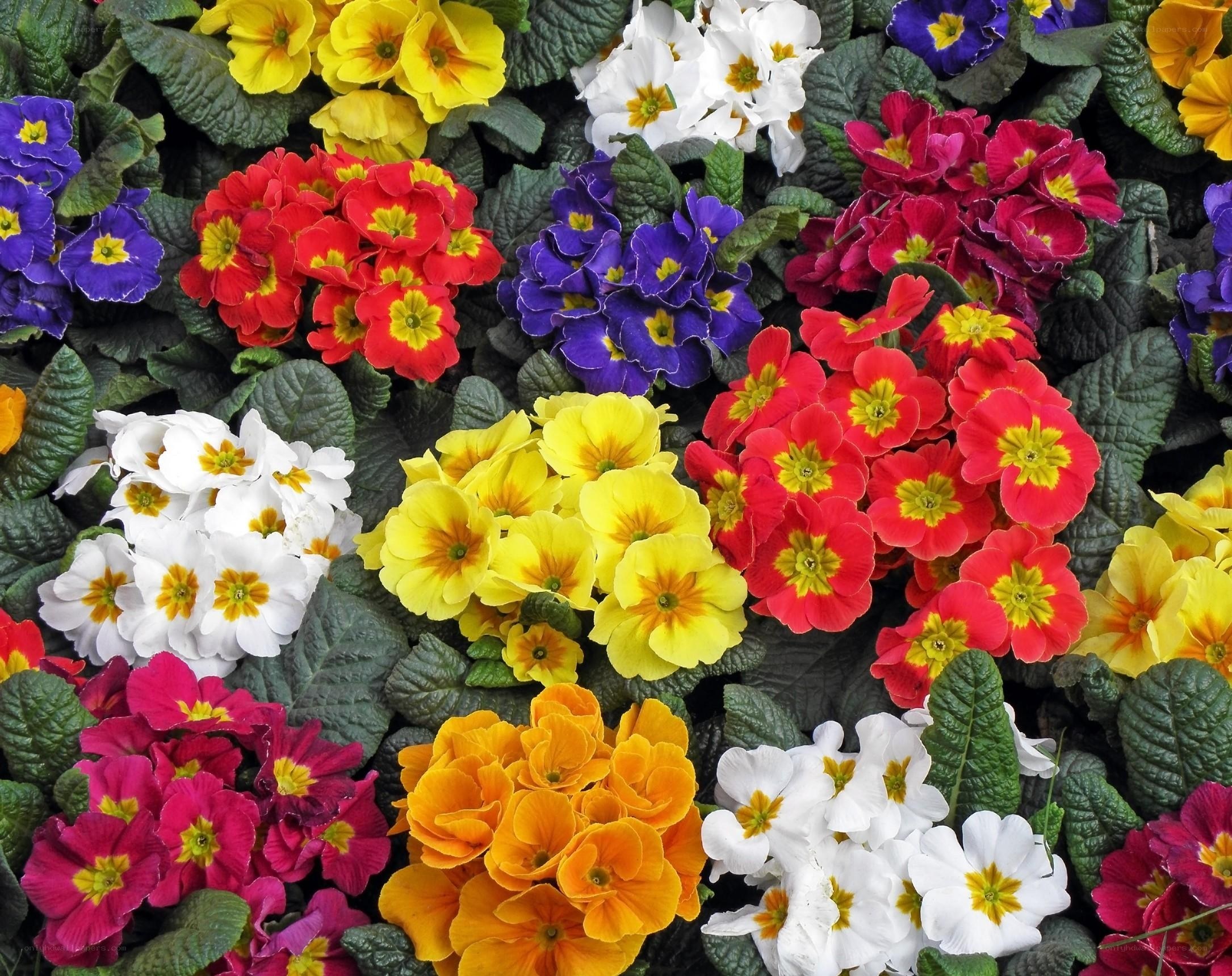 Colorful primrose flower arrangement