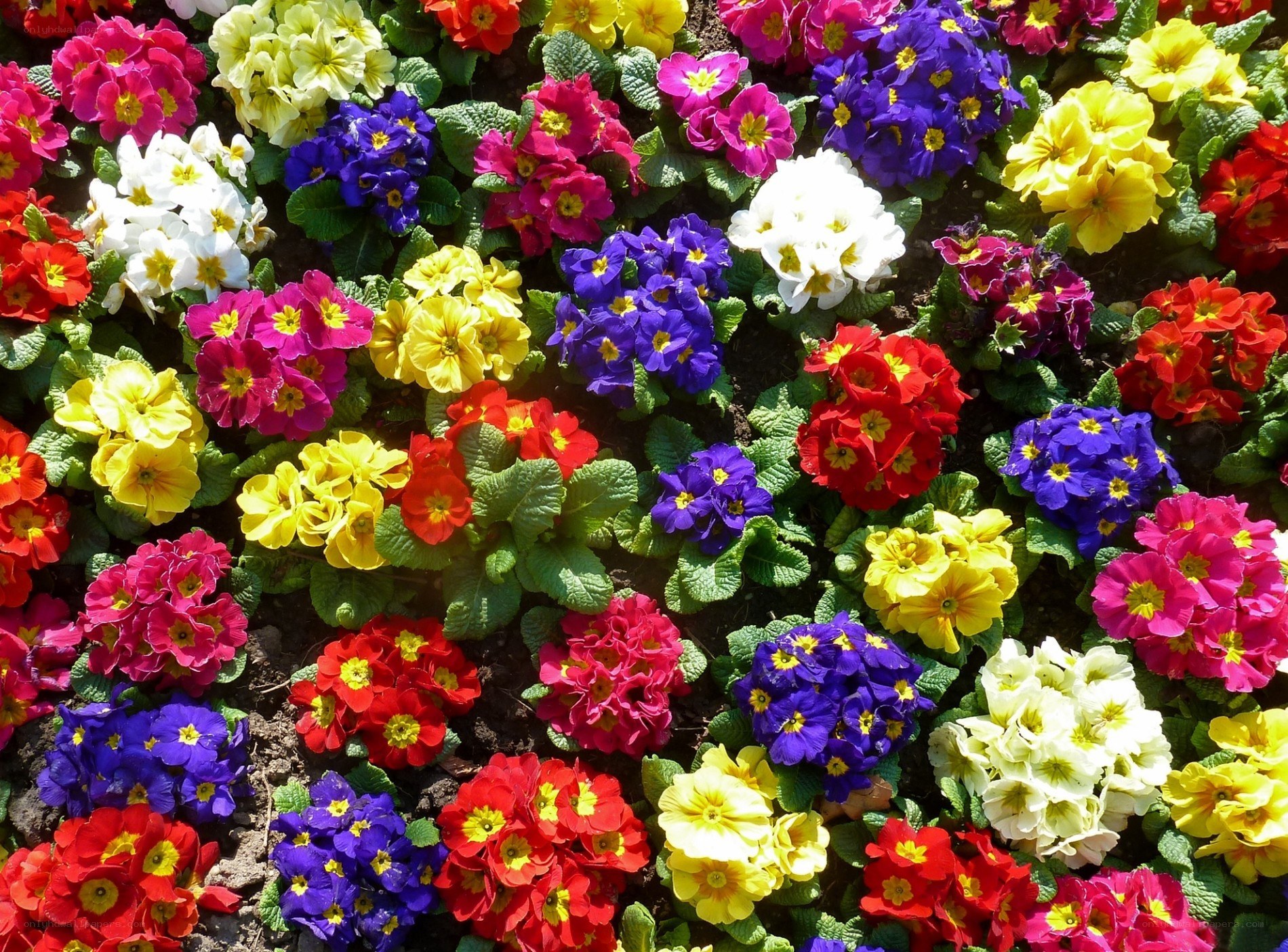 Colorful primrose flower bed
