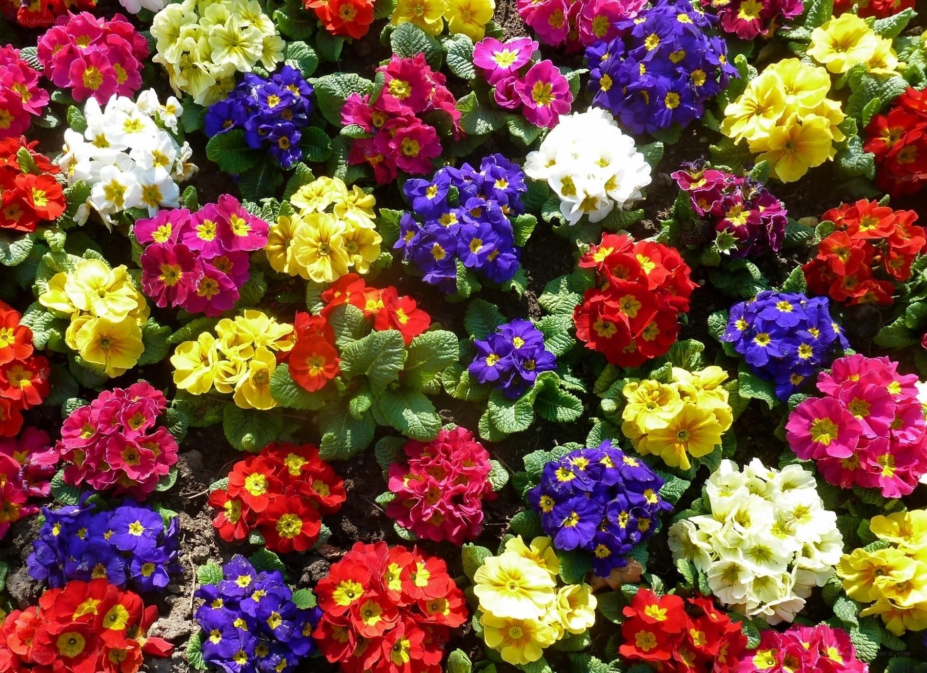 Colorful primrose flower bed