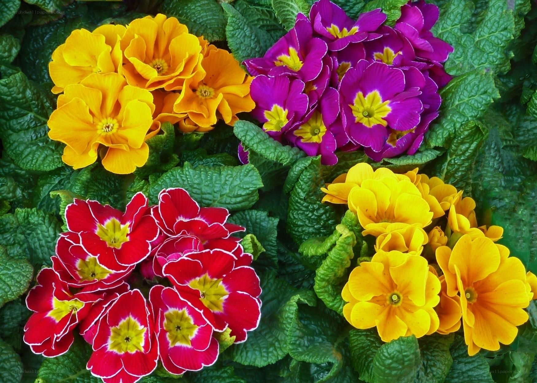 Colorful primrose flowers