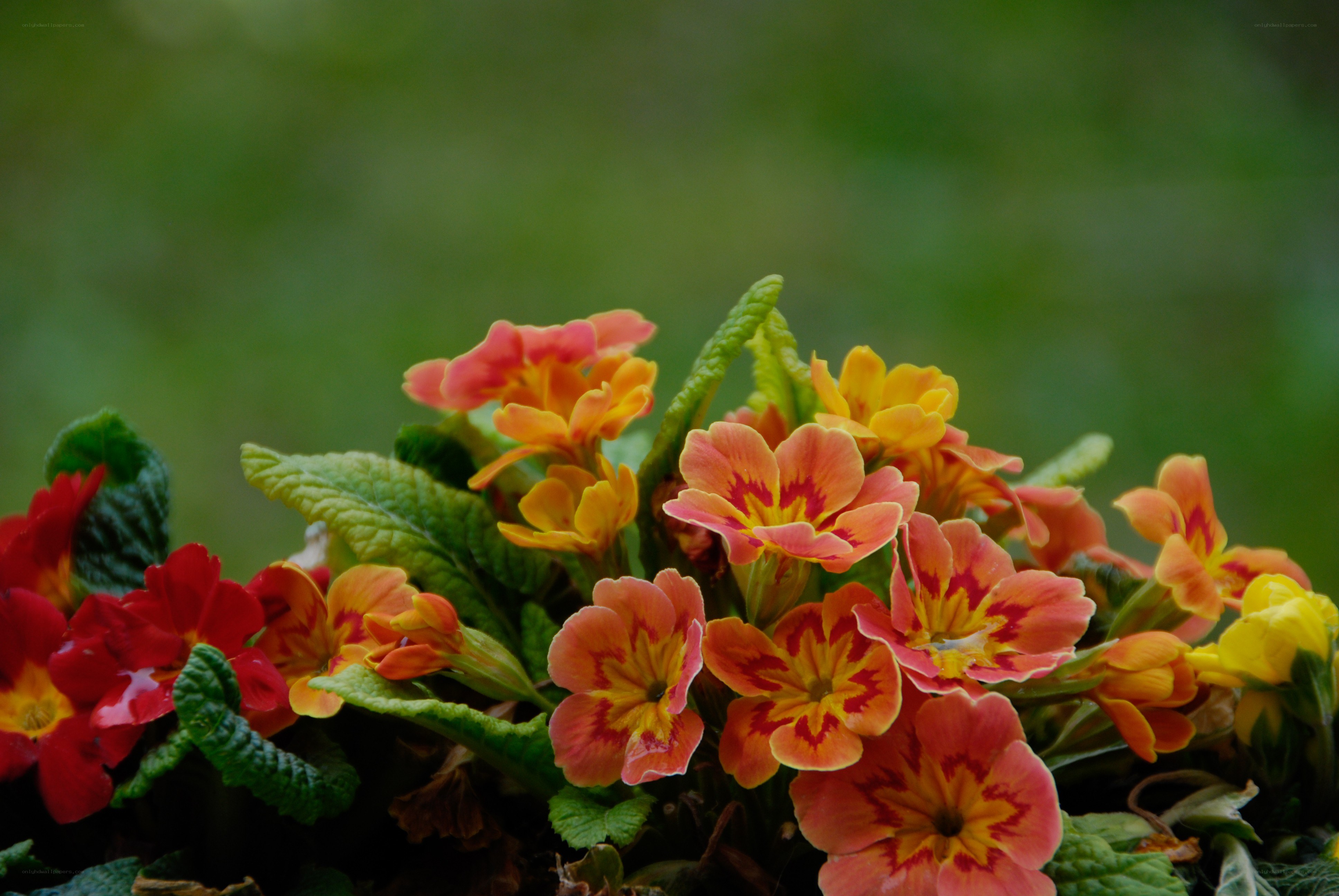 Colorful primrose flowers