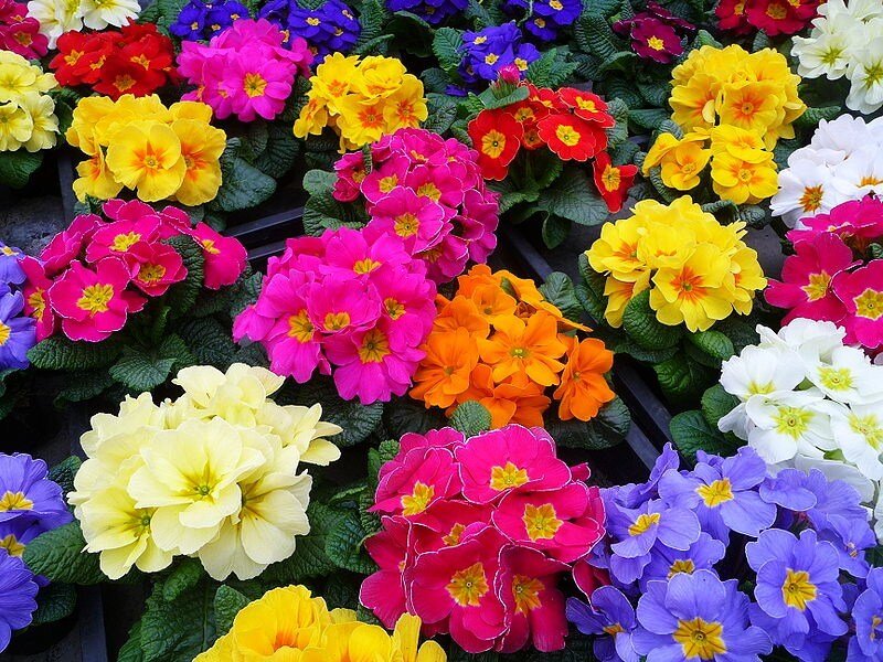 Colorful primrose flowers
