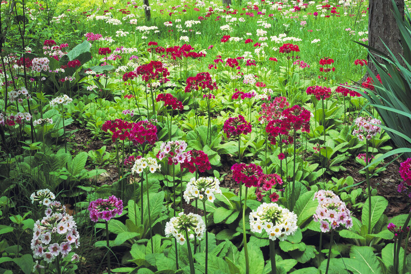 Colorful Primrose Flowers — Green