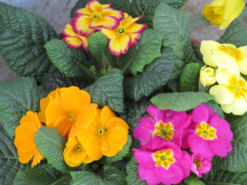 Colorful Primrose Flowers — Green, Vibrant, Spring, Photograph, Green Leaves