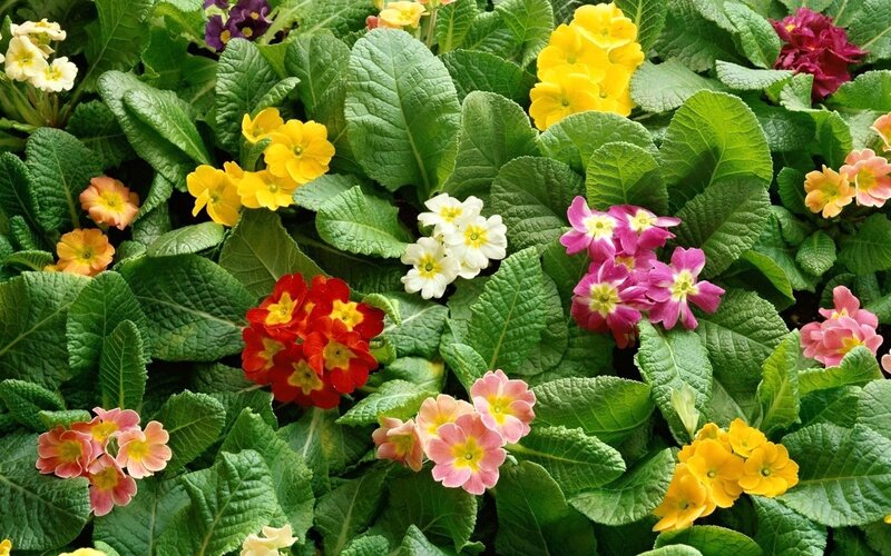 Colorful Primrose Flowers — Green, Vibrant, Spring, Photograph, Green Leaves, Yellow Flowers, Pink Flowers