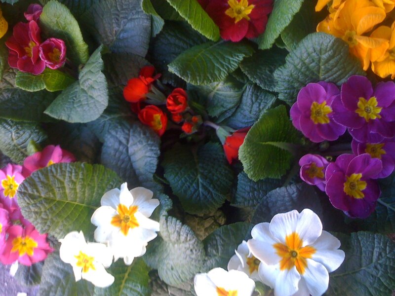 Colorful Primrose Flowers — Green, Vibrant, Spring, Photograph, Leaves